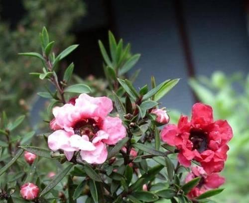 红梅开完花后如何处理？养护技巧有哪些？