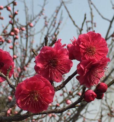 红梅开完花后如何处理？养护技巧有哪些？