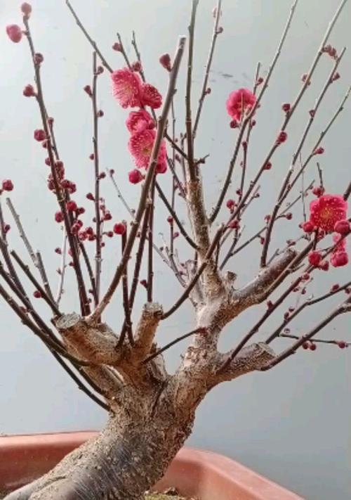 红梅老桩养护技巧有哪些？如何保持其健康生长？