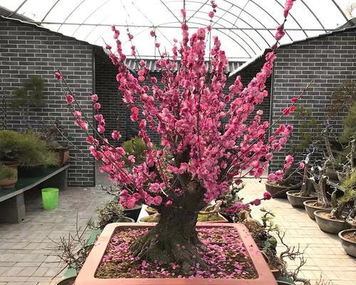 红梅能在室内养吗？室内养护红梅的注意事项是什么？