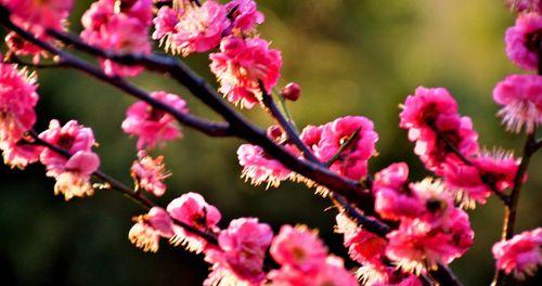 红梅通常在哪个季节绽放？开花时间有什么特点？