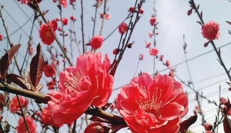 红梅通常在哪个季节绽放？开花时间有什么特点？