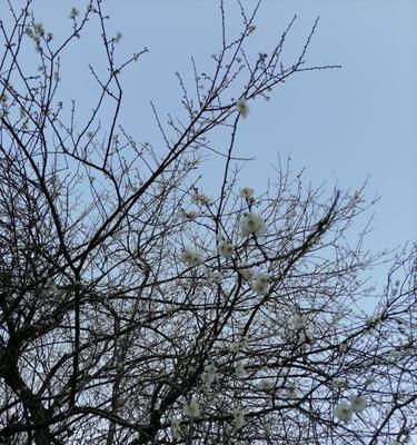 红梅不开花的原因是什么？如何促进红梅开花？