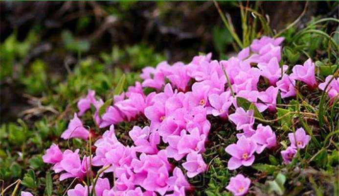 红梅不开花的原因是什么？如何促进红梅开花？