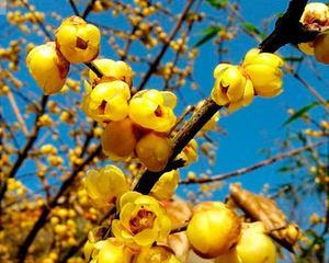 红梅不开花的原因是什么？如何促进红梅开花？