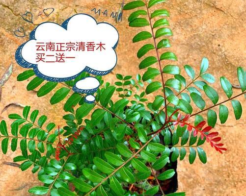 红木香的香味有毒吗？如何安全使用红木香？