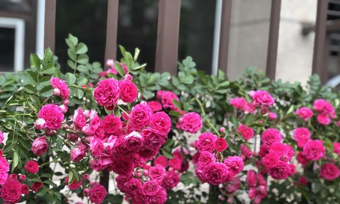 红木香什么时候开花？花期持续多久？
