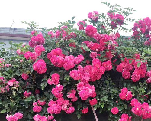 红木香四季开花吗？了解红木香的开花特性及养护技巧
