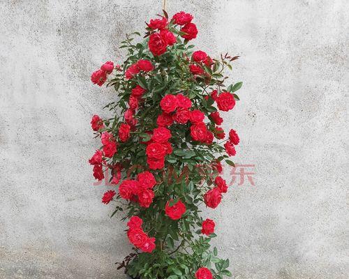 红木香适合什么土种植？如何为红木香选择合适的土壤？