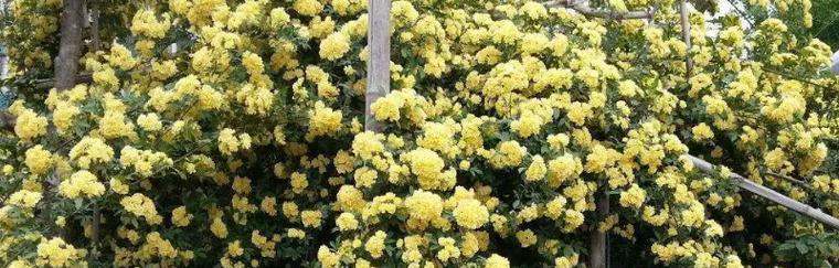 红木香适合什么土种植？如何为红木香选择合适的土壤？
