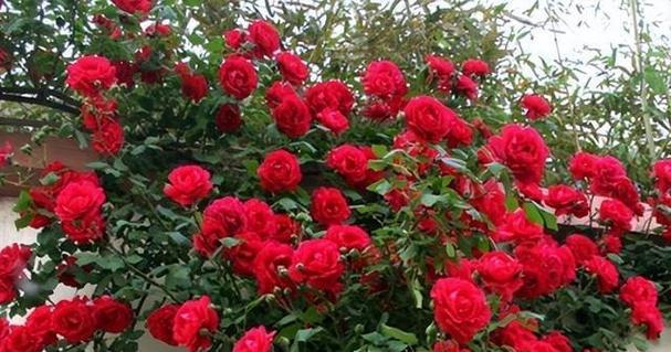 红木香一年开几次花？花期月份与时间是什么时候？
