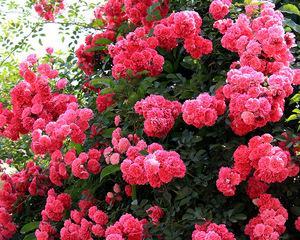 红木香一年开几次花？花期月份与时间是什么时候？