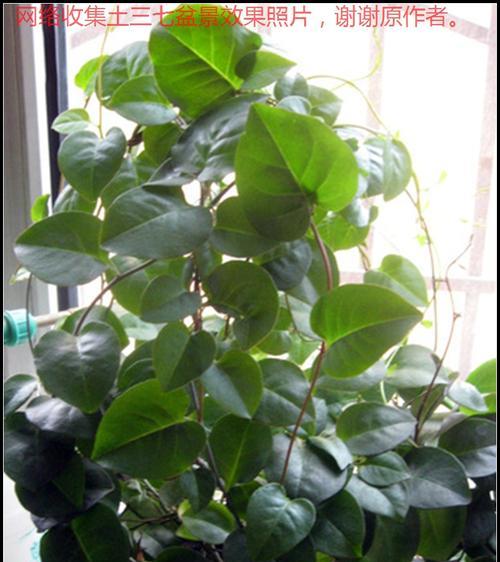 红泥土适合种什么花？如何利用红泥土种植花卉？