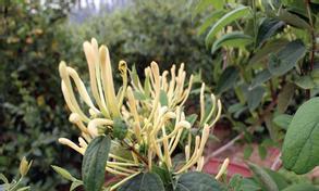 红泥土适合种什么花？如何利用红泥土种植花卉？