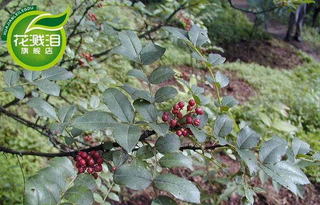 红袍花椒几年结果实？如何提高花椒产量？