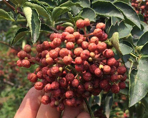 红袍花椒几年结果实？如何提高花椒产量？