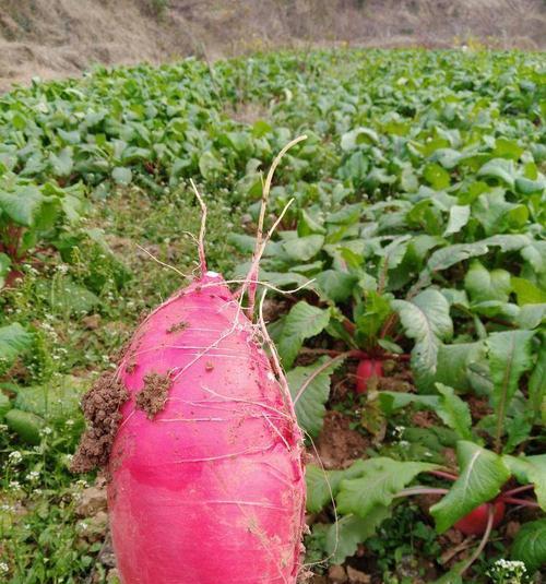 红皮萝卜怎么种植？最佳种植时间是几月份？