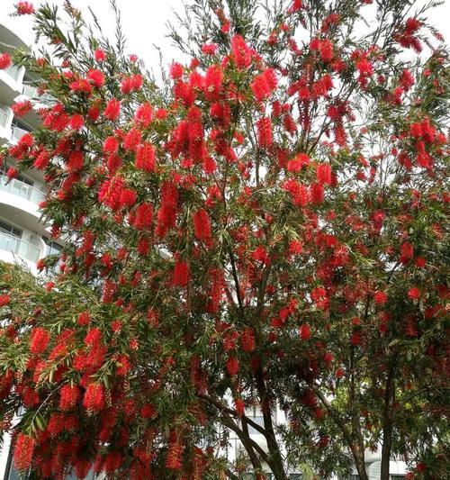 红千层一年开几次花？如何确保其开花周期？