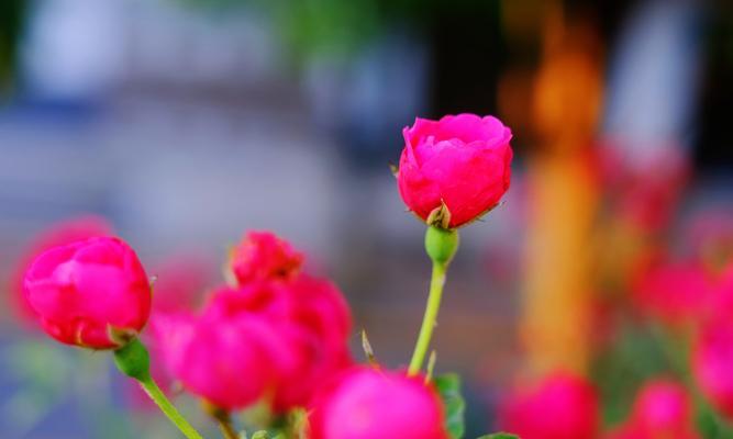 红蔷薇的花语是什么？它代表了哪些意义？