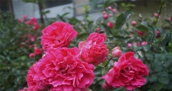 红蔷薇的花语是什么？它代表了哪些意义？