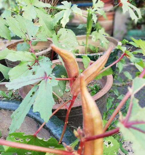 红秋葵什么时候种植最好？种植方法有哪些常见问题？