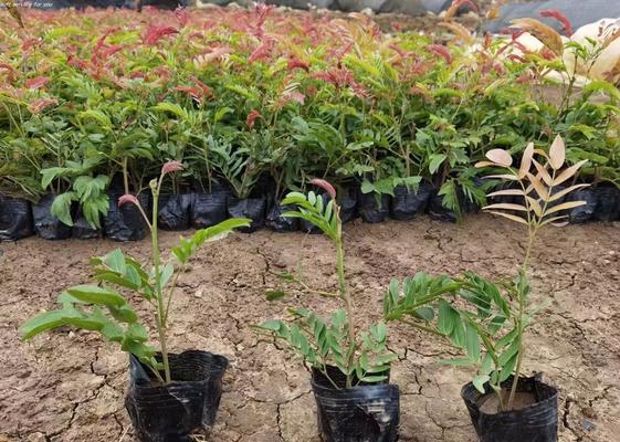红绒球属于被子植物吗？它的分类和特点是什么？