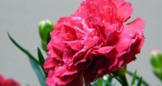 红色康乃馨代表什么？花语和寓意有何特别之处？