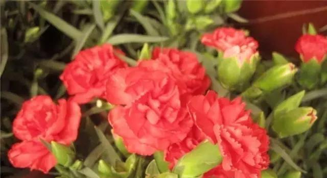 红色康乃馨代表什么？花语和寓意有何特别之处？