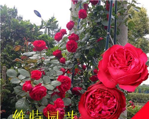 红色龙沙宝石是藤本还是灌木？如何区分藤本和灌木植物？