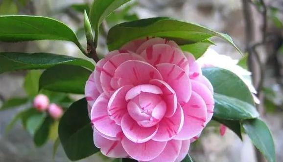 红山茶花花语是什么？它代表了哪些意义？
