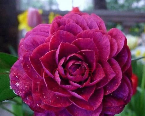 红山茶花家庭养法有哪些常见问题？如何解决？