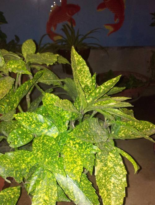 红珊瑚一年能长多少？生长速度快慢如何影响价值？