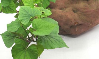 红薯成熟的季节是几月？如何挑选最佳成熟期的红薯？