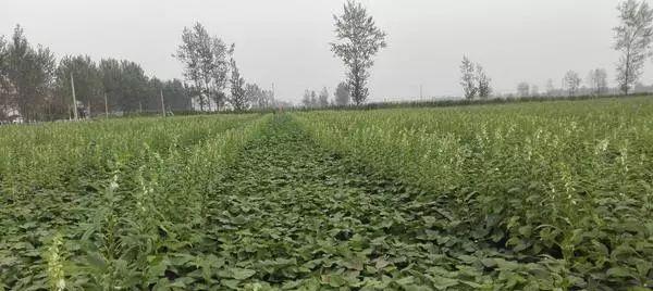 红薯地套种什么作物收益最高?套种技术要点有哪些?