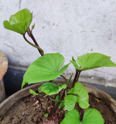 红薯的生长过程是怎样的？种植红薯需要注意哪些问题？