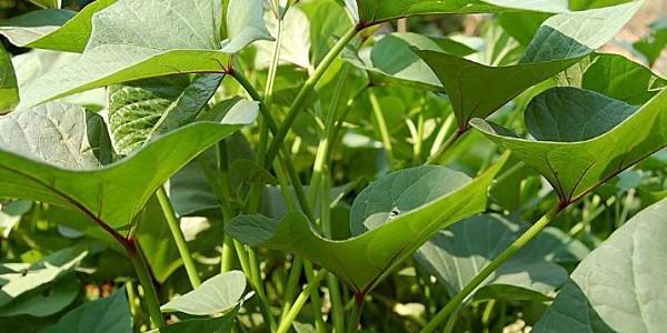红薯的生长过程是怎样的？种植红薯需要注意哪些问题？