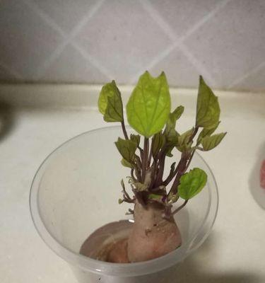 红薯的生长过程是怎样的？种植红薯需要注意哪些问题？