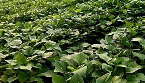 红薯的生长周期是多长时间？如何优化种植管理以缩短周期？