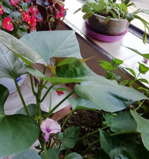 红薯开花后是否还能食用？食用安全吗？