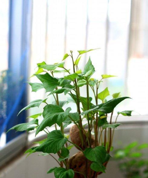 红薯盆栽种植方法是什么？盆栽红薯需要注意哪些问题？