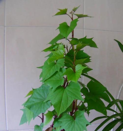 红薯盆栽种植方法是什么？盆栽红薯需要注意哪些问题？