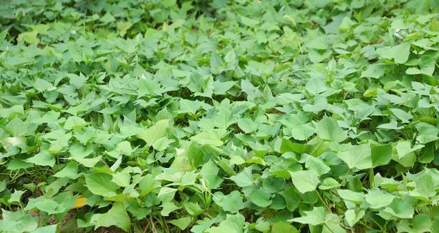 红薯块茎繁殖与种植方法是什么？如何提高成活率？