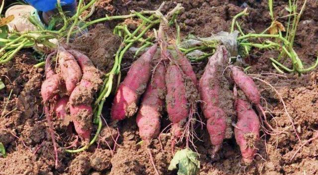 红薯块茎繁殖与种植方法是什么？如何提高成活率？