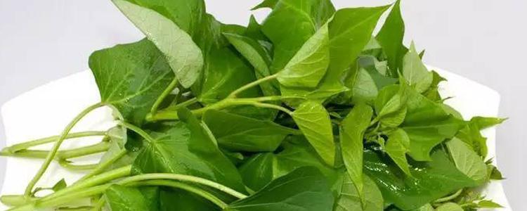 红薯没熟透可以吃吗？食用未熟红薯有哪些风险？