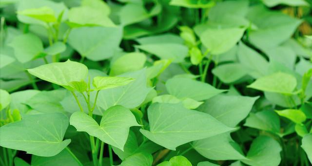 红薯什么品种最好？如何选择高产优质红薯？