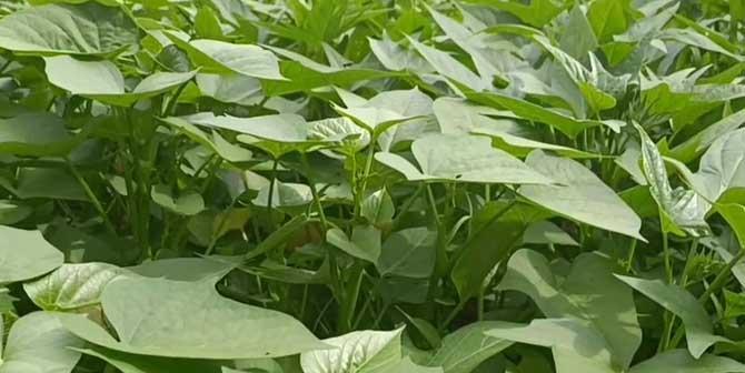 红薯的最佳挖掘时间是什么时候？如何判断红薯成熟度？