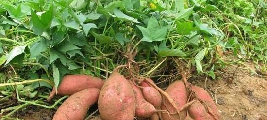 红薯的最佳挖掘时间是什么时候？如何判断红薯成熟度？