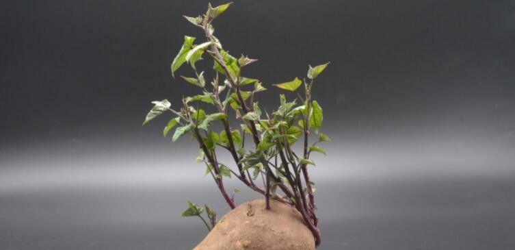 红薯生芽了还能吃吗？食用安全指南