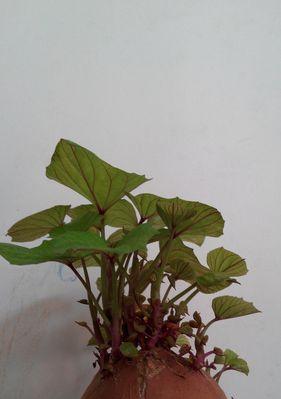 红薯生芽了还能吃吗？食用安全指南