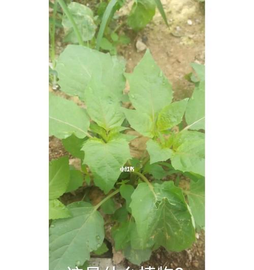 红薯是多年生植物吗？了解其生长周期和特性